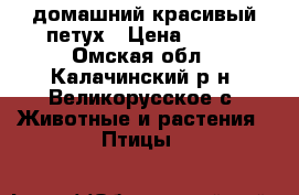 домашний красивый петух › Цена ­ 500 - Омская обл., Калачинский р-н, Великорусское с. Животные и растения » Птицы   